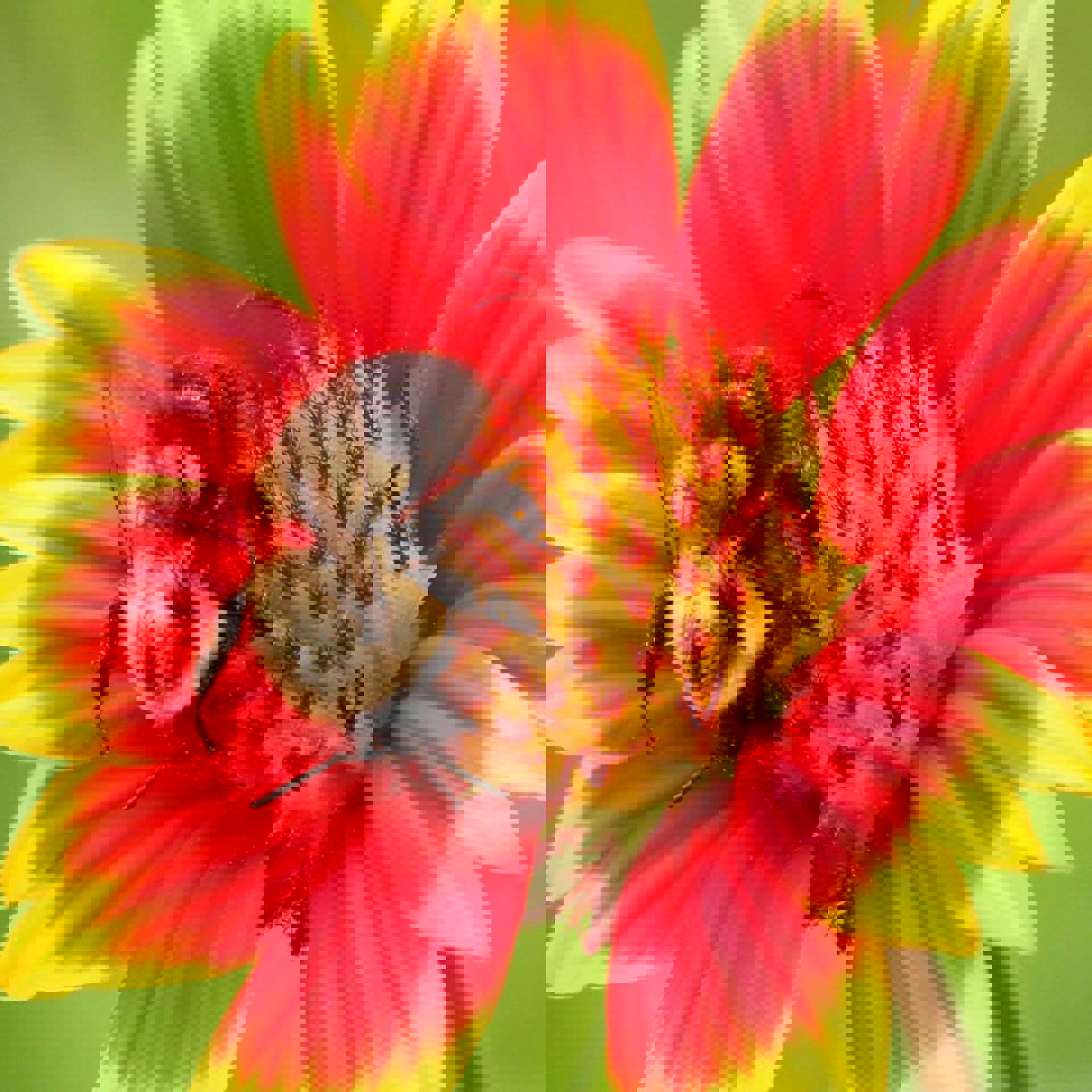 bee-on-flower.jpg bee-on-flower.jpg